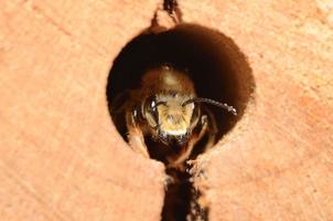 abelha olha para fora do insektenhotel foto