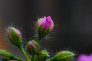 geschlossene rosa blueten foto