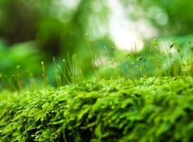 esporófito de musgo verde fresco com gotas de água crescendo na floresta tropical foto