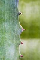 close-up de planta suculenta, espinho e detalhe nas folhas da planta de agave foto