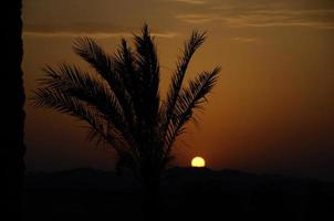 pôr do sol com palmeiras e montanha foto