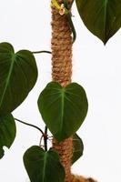 planta de casa tropical 'philodendron hederaceum micans' com folha em forma de coração com textura de veludo em vaso de flores em fundo branco foto de stock