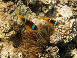 zwei anemonenfische von oben foto