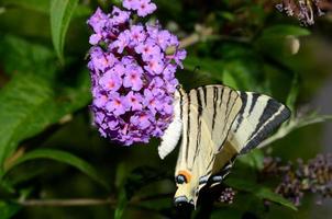 escassa borboleta rabo de andorinha foto