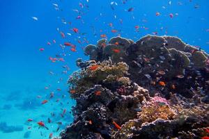 coral colorido e muitos peixes foto