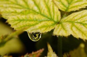 gotas de chuva com reflexo foto