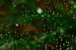 gotas de chuva na teia de aranha foto