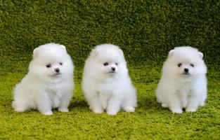 lindo pequeno spitz pomeranian branco foto