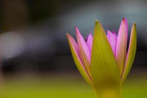 flor de lótus e abelha foto