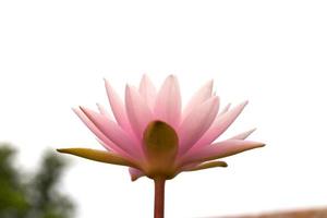 flor de lótus rosa de manhã foto