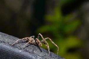 grande aranha na floresta foto