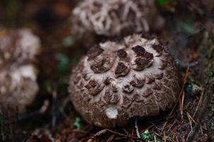 cogumelos de falcão na floresta foto