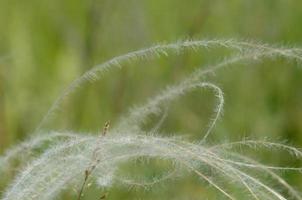 planta macia na natureza foto