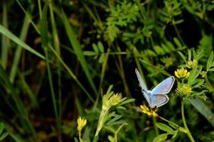 pequena borboleta azul foto