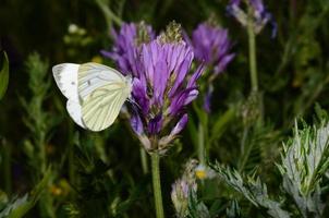 borboleta branca na primavera foto