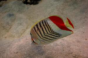 peixe borboleta de ângulo do mar vermelho foto