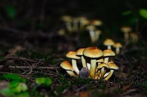 cogumelos amarelos em musgo
