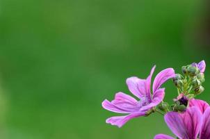 malvas florescem com verde foto