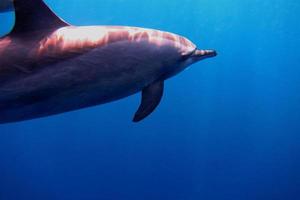 grande golfinho no oceano foto