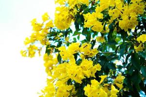grupo de closeup de flores amarelas isoladas no fundo do céu azul claro com espaço de cópia para adicionar texto foto