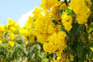 grupo de closeup de flores amarelas com árvores desfocadas no fundo foto