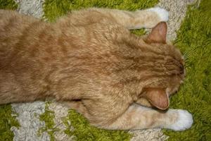 gato no chão da sala. vista de alto ângulo de um gato deitado em um tapete. gato bonito está dormindo.