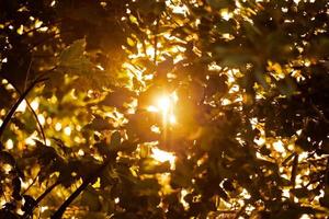 luz do sol amarela quente através da folhagem das árvores, lindo sol fluindo pelas folhas das árvores foto