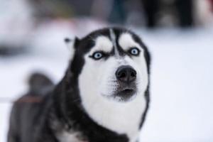 retrato engraçado do cão husky, fundo de inverno nevado. espécie de animal de estimação obediente ao caminhar antes do treinamento de cães de trenó. lindos olhos azuis. foto