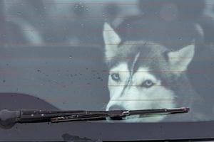 cão husky siberiano triste e engraçado no carro, animal de estimação fofo. cão esperando para andar antes do treinamento e corrida de cães de trenó. foto