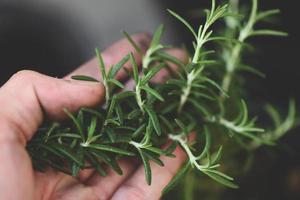 erva de alecrim, alecrim fresco na mão e fundo de jardim natute foto