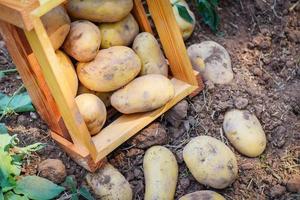 planta de batata fresca, colheita de batatas maduras em produtos agrícolas de caixa de madeira do campo de batata foto