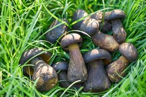 o cep, cogumelo bolete no prado de grama verde, alimentos orgânicos frescos de cogumelos selvagens crus em um outono de floresta - cep, pão de centavo preto, porcino ou King Boletus, geralmente chamado de cogumelo porcini preto