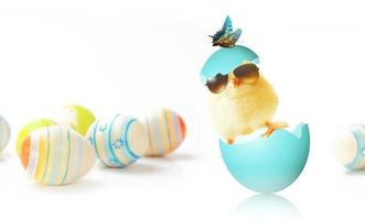 pintinho fofo engraçado com óculos de sol e ovo. foto