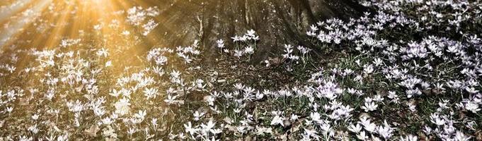 flores de açafrão roxas florescendo em um foco suave em um dia ensolarado de primavera foto