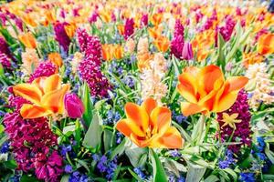 lindos jacintos multicoloridos. Holanda. parque de flores keukenhof. foto