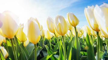 tulipas amarelas à luz do sol contra foto