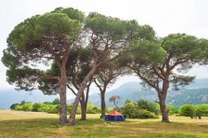 bela paisagem com árvores no gramado em um fundo de montanhas foto