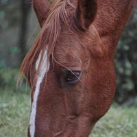 cavalo marrom pastando no prado foto