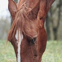 cavalo marrom pastando no prado foto