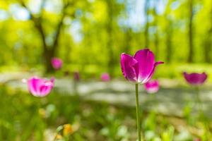 fantástico buquê de tulipas no jardim florestal ou parque da cidade. tulipas cor de rosa brilhantes. fundo de natureza majestosa sonhadora, flores de primavera verão foto