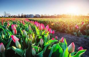 tulipas cor de rosa à luz do sol contra o céu foto