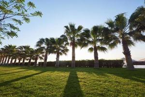 parque de palmeiras verdes e suas sombras na grama. foto