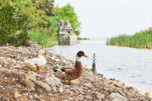 dois lindos patos no lago nas rochas. foto
