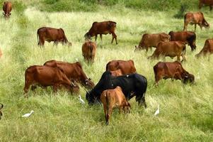 vacas e touros pastam em um campo de grama exuberante foto