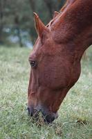 cavalo marrom pastando no prado foto