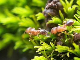 diversas plantas de natureza selvagem foto