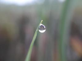 diversas plantas de natureza selvagem foto