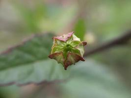 planta verde sida rhombifolia foto