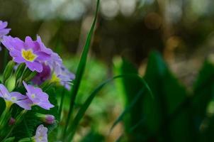 flores da primavera em verde foto