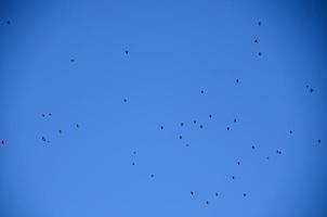 muitos pássaros e céu azul foto